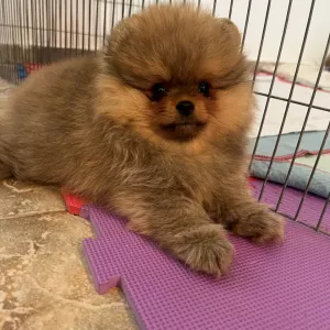 Щенки померанского шпица