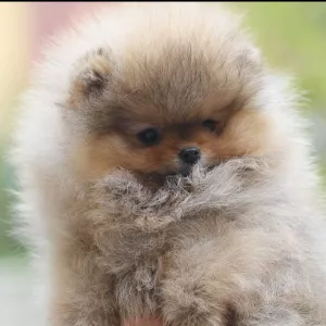 Щенки шпица