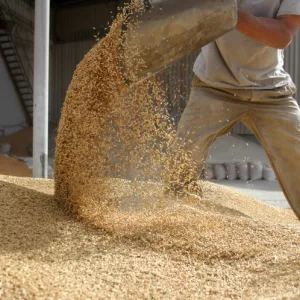 Постійно закуповуємо побічні продукти зернових, олійних та бобових!