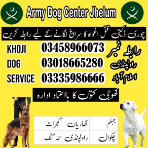 Army Dog Center Jhelum 03458966073 (Khoji Dog Contact Number Jhelum)