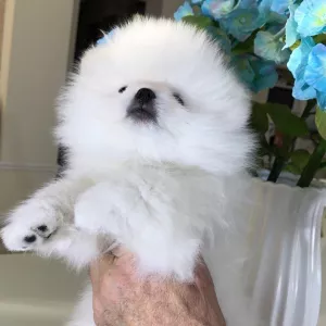 щенки померанского шпица