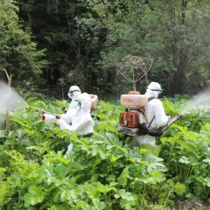 Уничтожение (обработка) борщевика и золотарника