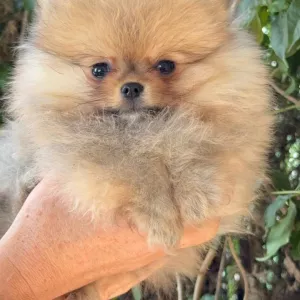 Померански шпиц