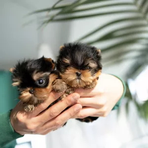 Чарівний чашка Йоркі.