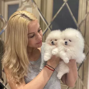 Прекрасний цуценя Померанського чашки.