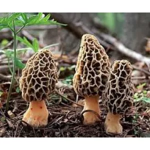 buy mushroom chocolate bars