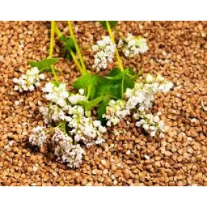 Зерно гречки. Товарна гречка.