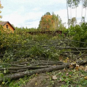 Расчистка участка