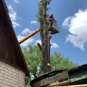 Спил и обрезка деревьев ЛНР 2025