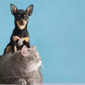 Перевозка собак и кошек из Казахстана в США и Канаду с Delivery Animal