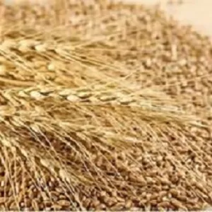 Купуємо зерновідходи, некондицію. Працюємо з посередниками.