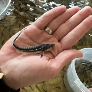 Maлеk русского осетра. Ирпень