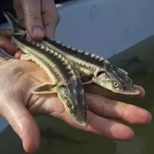 Малек осетра pyсского