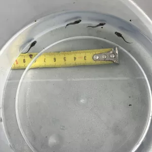 Принимаю заказ на малек осетра, малек стерляди