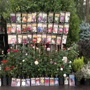 Необходимо купить качественные деревья и кустарники?