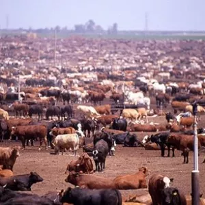 🌍 Healthy Sheep & Cattle/Ox – Farm-Raised! 🐑🐄 | WhatsApp +27655765355 🌍