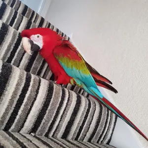 Grünflügelpapagei zur Neuvermittlung