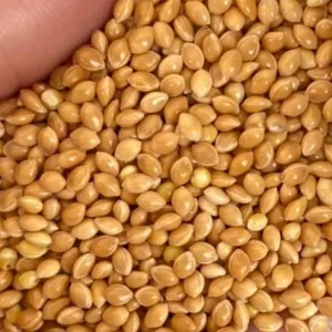 Насіння жовтого проса, сорт Козацьке