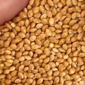 Насіння проса жовтого, сорт Козацьке