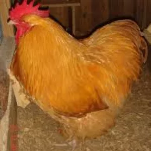 Інкубаційні яйця мясо-яєчної породи курей Орпінгтон палевий в інкубатор та під квочку