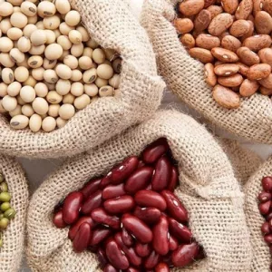 Сортова квасоля. Ліма, Бандоля, Біла довга, Біла кругла та ін