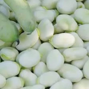Насіння квасолі | Посівний матеріал | Опт
