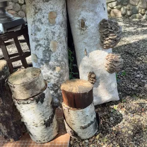 Мицелий зерновой вешенки