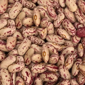 Сортова квасоля — великий вибір сортів, висока якість продукції