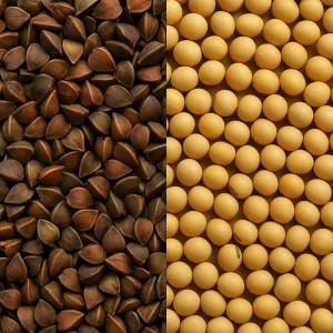 Продам насіння гречки PENNY та сої Хайстар — висока врожайність і надійність!