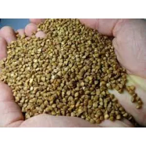 Посівний матеріал гречки | ТОВ Бінс Натурпродукт | Доставка по Україні