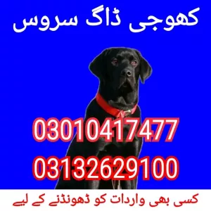 Army dog center sindh 03010417477