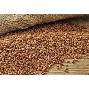 Гречка на посів. Прямі поставки насіння