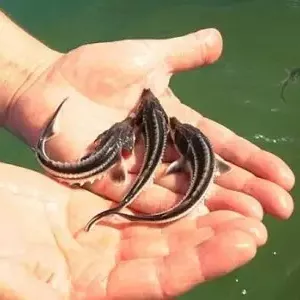 Продам русского малька