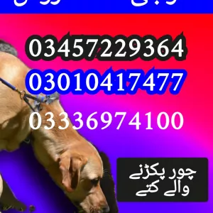 Army dog center 03010417477