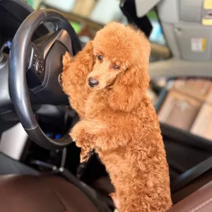 Продаётся кобель пудель.