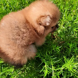 Померанський шпіц