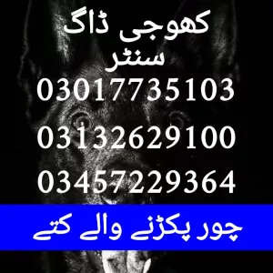 Army dog center pakistan 03017735103