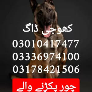 Army dog center peshawar 03336974100