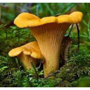 Екстракт Лисичек полисахаридов 50%