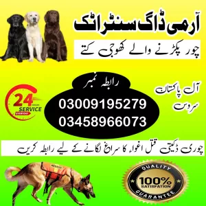 Army Dog Center Attock 03009195279 | Khoji Dogs In Attock