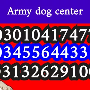 Dog center pakistan 03455644331