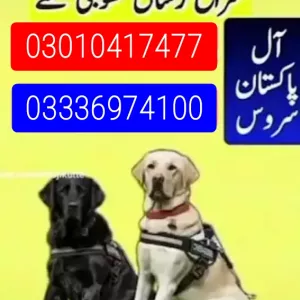 Army dog center balochistan 03336974100