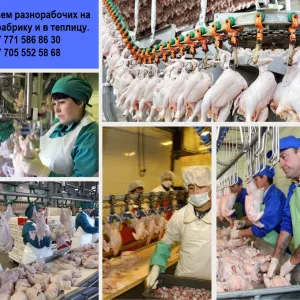 Компания ПРО работа набирает разнорабочих на работу в птицефабрику и теплицу.