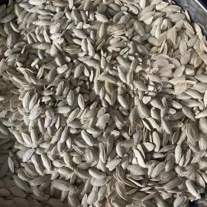 Куплю гарбузове насіння Болгарка.