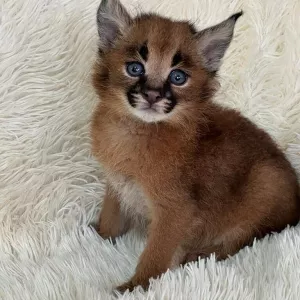 Caracal Kittens WhatsApp: +27842597191
