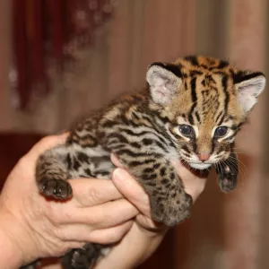 Ocelot Kittens WhatsApp: +27842597191