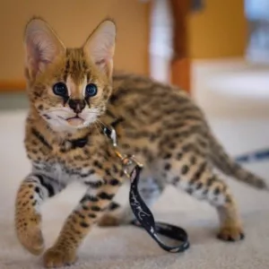 African Serval Kittens WhatsApp: +27842597191