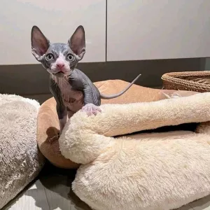Sphynx Kittens: WhatsApp: +27842597191