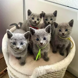 Russian Blue Kittens WhatsApp: +27842597191