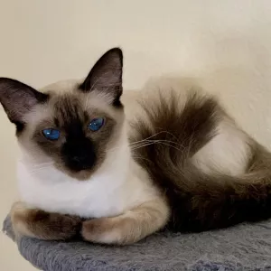 Balinese Kittens WhatsApp: +27842597191